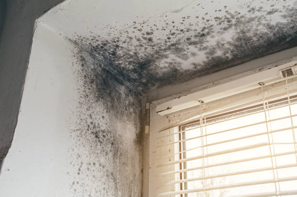 Affordable Mold Removal solutions in Garysburg, NC